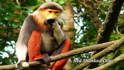World Top 10 Most Amazing Monkeys