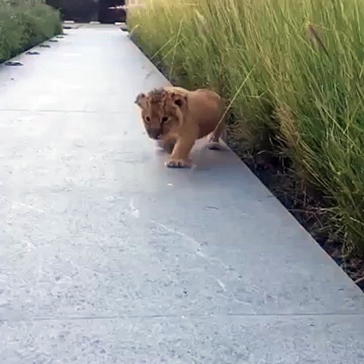 Baby Lion King Roar