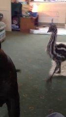 Emu Baby is so happy to play with Dog!