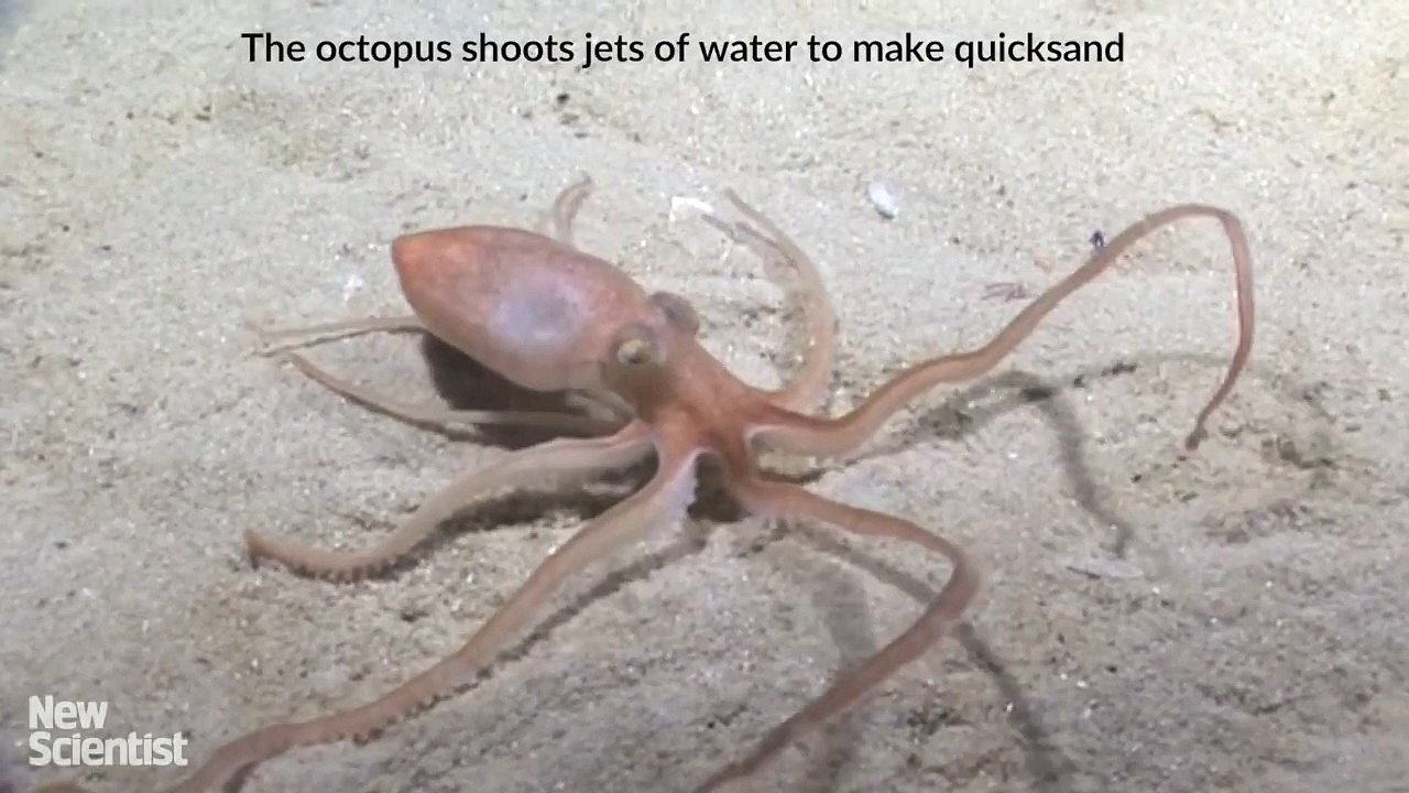 Un poulpe disparaît dans le sable en quelques secondes