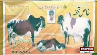 Unique Cow in Sohrab Goth