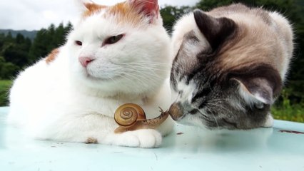 2 chats s'amusent avec un escargot... Trop mignon!