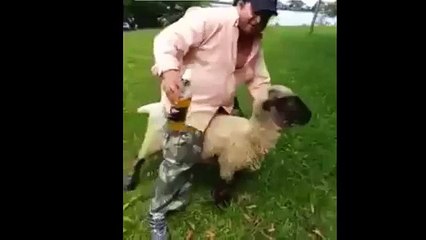This happens when you bullying a sheep