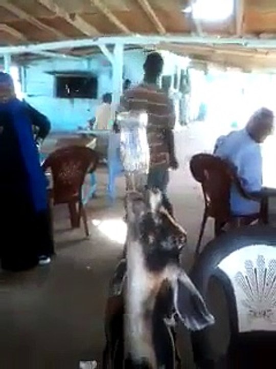 Funny Bakra on this Eid