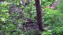Man comes face to face with a mountain lion while hiking!