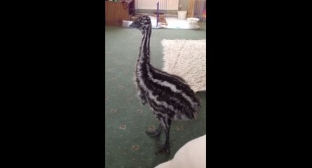 Un bébé émeu veut jouer avec un chien