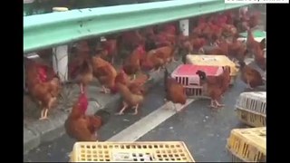 Epic Fail: 4 Chinese policemen vs chicken