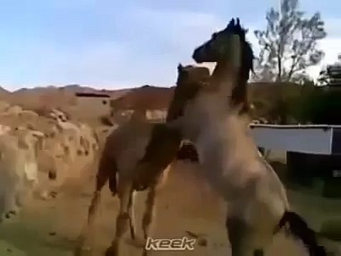 2 Vecchi Amici Si Ritrovano... La Loro Reazione Vi Lascerà A Bocca Aperta