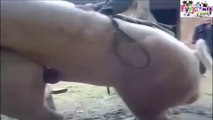Pigs Mating WEIRD SEX !!, (Intercourse) HD Must See