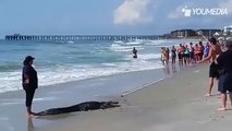 Alligatore in spiaggia semina il panico ecco come viene catturato