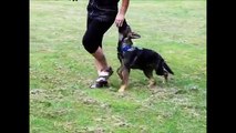 Jerry Opavia Hof - 4 months - first steps in obedience