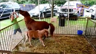Funny ZOO fails and moments - Funny animal compilation
