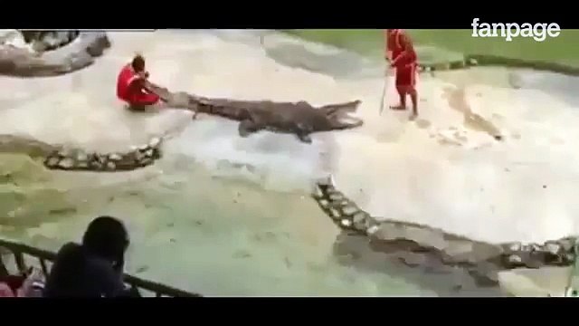 ATTENZIONE IMMAGINI FORTI!! Mette la testa nella bocca del coccodrillo, ma qualcosa va storto