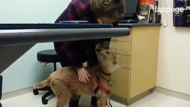 Cane cieco torna a vedere ecco la sua reazione quando incontra la sua famiglia