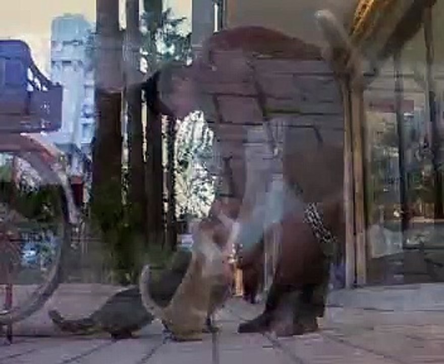 BENIM ADIM GEL PISI PISI