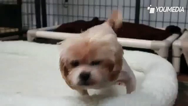 Dopo 9 anni in gabbia, quando sale per la prima volta sul letto reagisce così