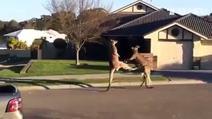 Due canguri litigano davanti a una casa. DIVERTENTE