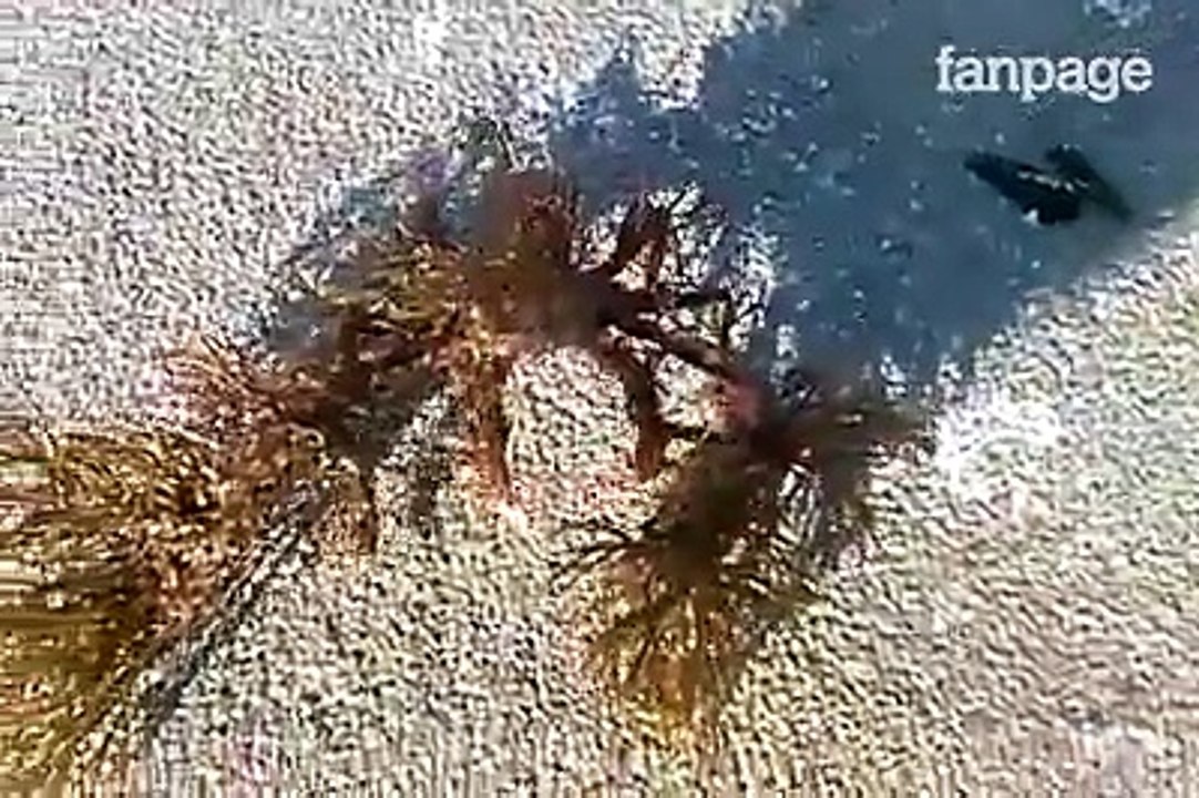 Ecco come un granchio decoratore si difende dai pericoli