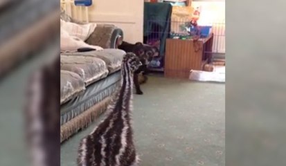 Un bébé émeu s'amuse avec un pitbull