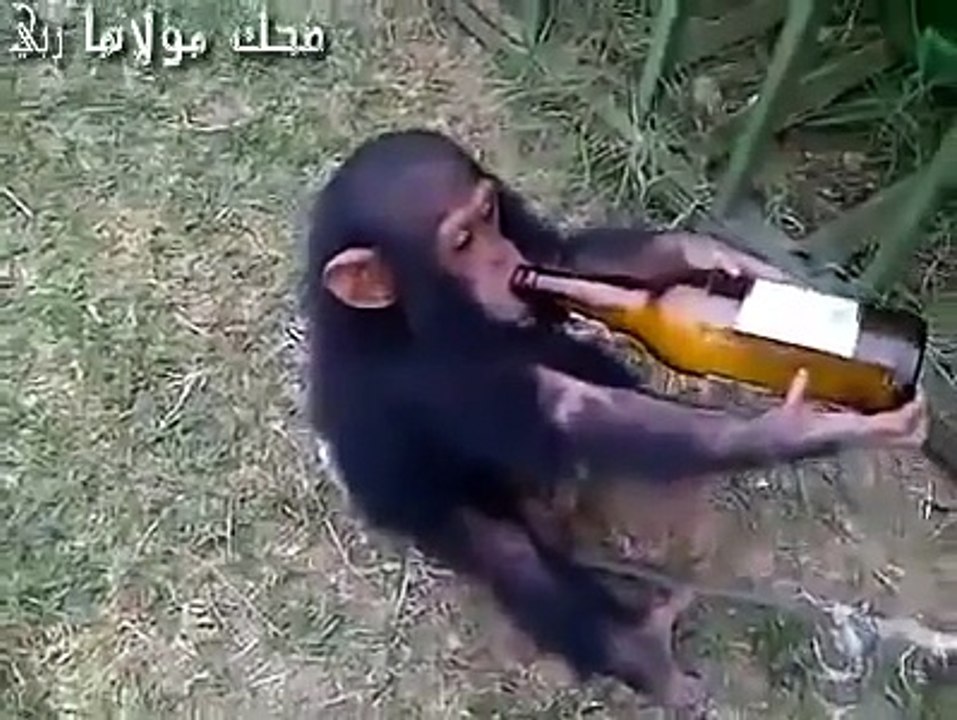 Alkolik Yavru Maymun