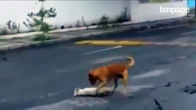 Ecco dove può arrivare l'amore di un cane