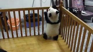 Panda escape