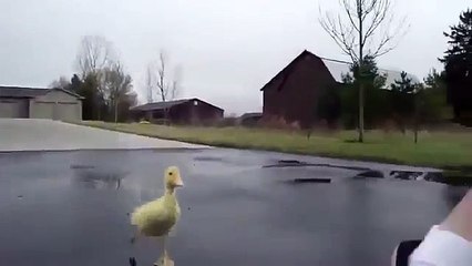 ecco la  Papera che  segue un ragazzo che corre