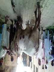 Beautiful and dangerous bull qurbani
