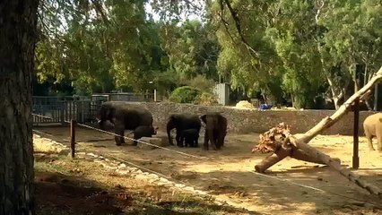 Elefanti Proteggono I Loro Piccoli Al Suono Delle Sirene Di Allarme Per Incursioni Aeree In Israele