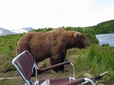 Era comodamente seduto in riva al fiume quando un enorme orso decide di fargli compagnia