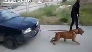 Strong Arab Dog