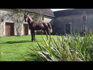 Fa Houdini, étalon arabe