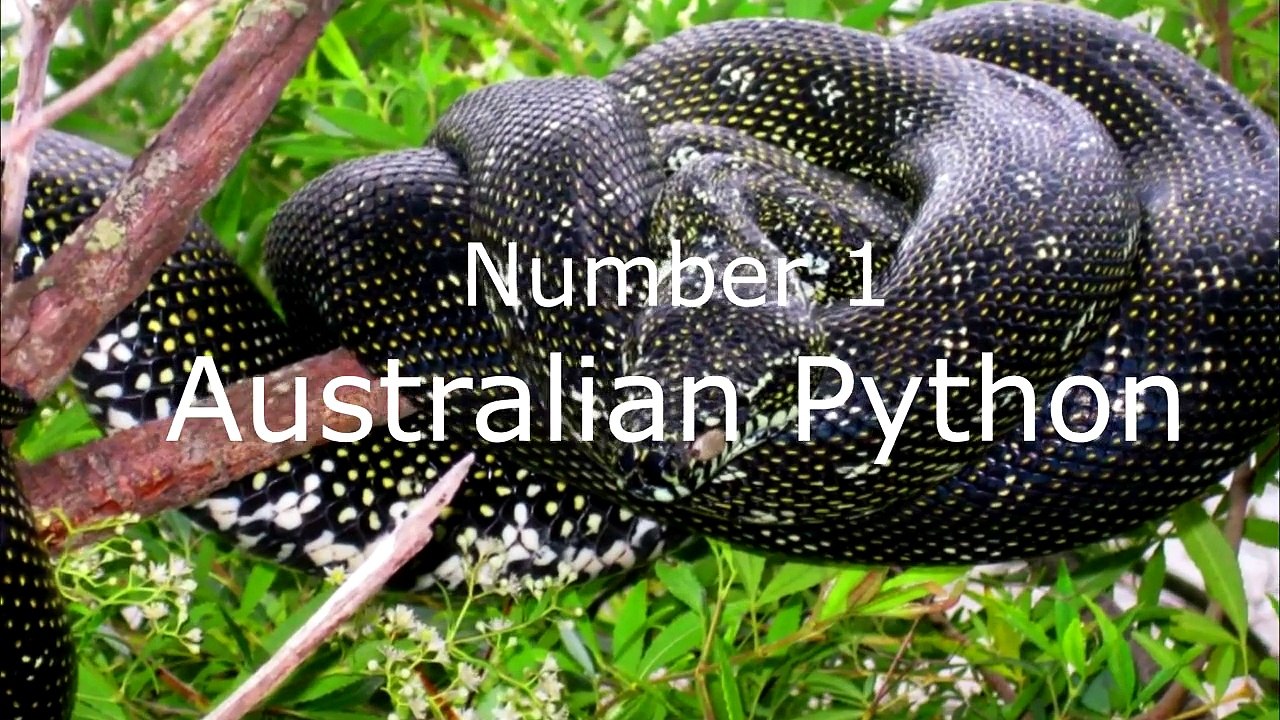 5 Real-Life Animals That Are Basically Monsters