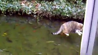 Cat hunting goldfish