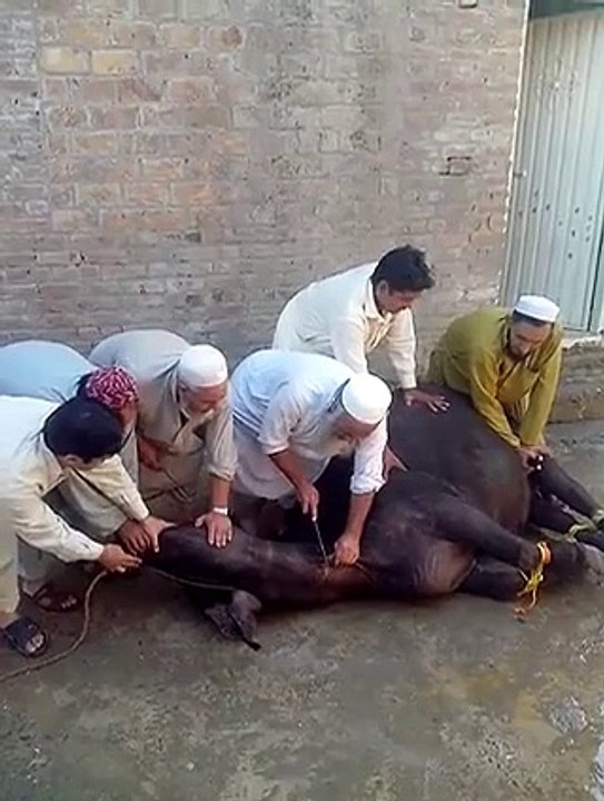 Pathan's on fire Qurbani