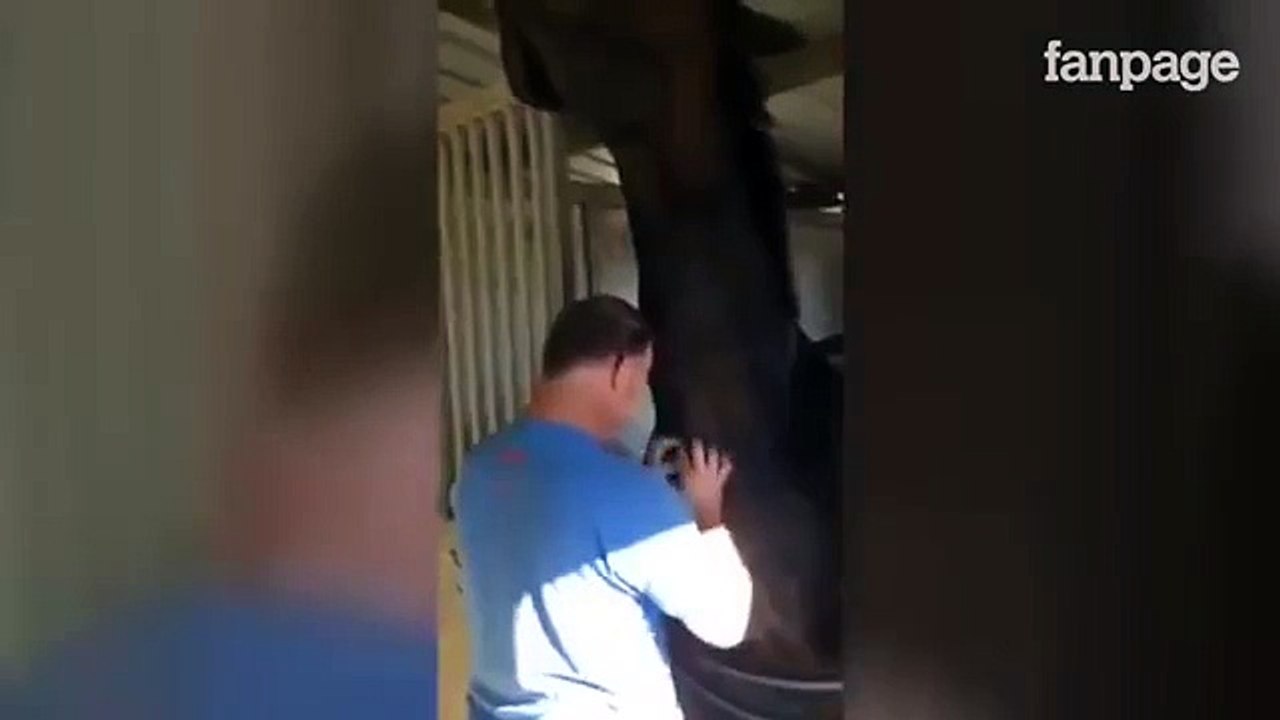 Guai a smettere di fargli i grattini guardate cosa fa il cavallo al suo padrone