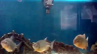 **PIRANHA+PACU VS MOUSE**