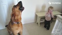 Il bambino suona l'armonica e la reazione del cane è spettacolare