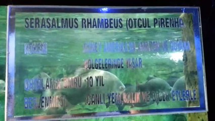 Pacus or Serrasalminae in aquarium