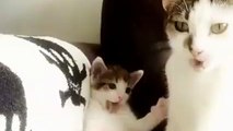 Kitten Tries to Copy Momma Cat Bathing