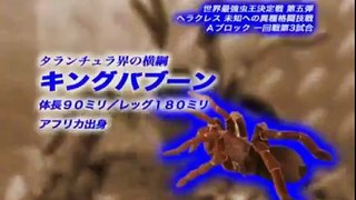Hercules-Beetle VS Tarantula-Spider [PART 2] The Rematch!