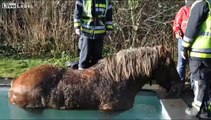 Belgian horse gets out of the pool