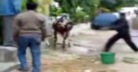 Awesome kick knockout on Eid-ul-Azha