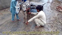 New Punjabi Video , New Punjabi Funny Video Pind |Chak 75 GB | Village Life Pakista
