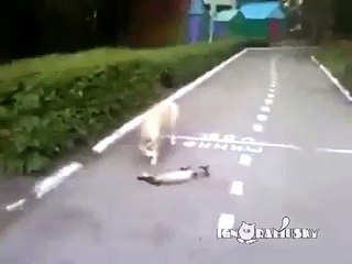 Köpekten Kurtulmak İçin Ölü Taklidi Yapan Kedi