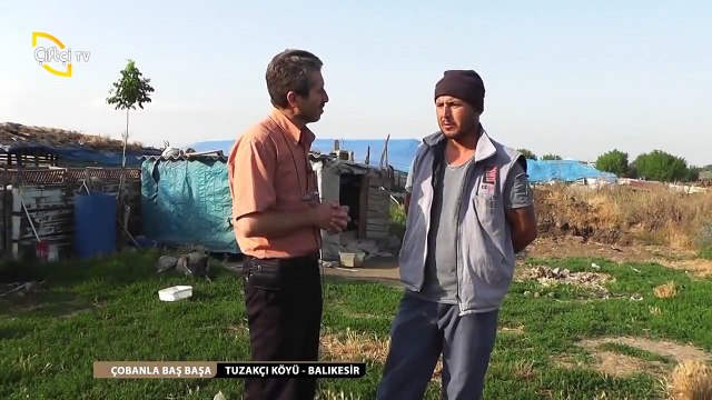 ÇOBANLA BAŞ BAŞA - 7 Koyun TUZAKÇI KÖYÜ Kadir Kocakatarlı BALIKESİR