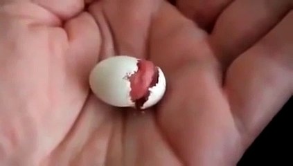 Tiny Baby Bird Hatching In Hand