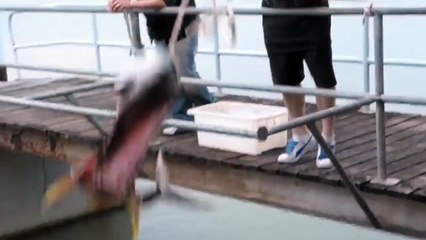 Рыба МУТАНТ.Жесть!!!