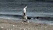 Страшное видео Акула напала на человека прямо на берегу!