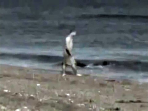 Страшное видео Акула напала на человека прямо на берегу!